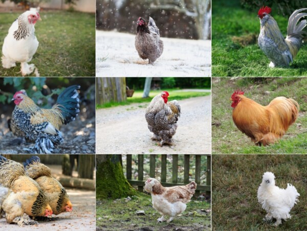 Chickens with Feathered Feet