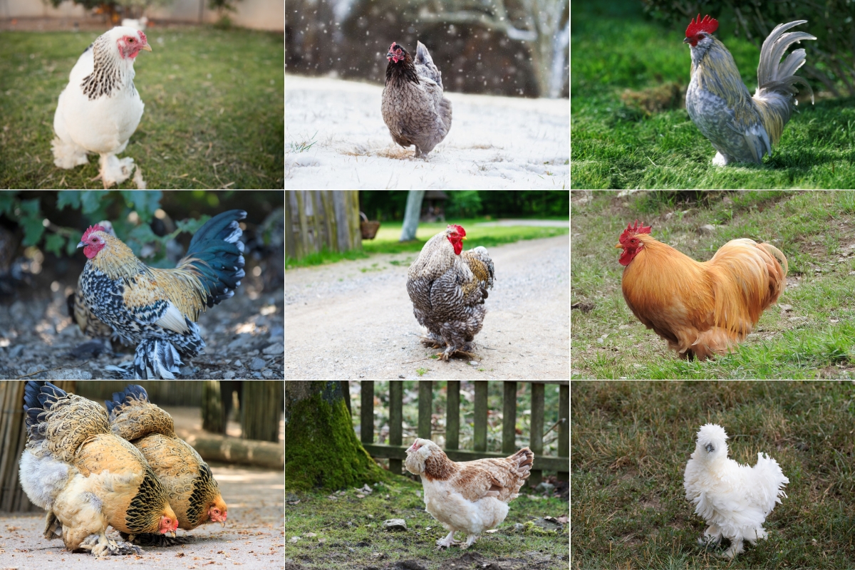 Chickens with Feathered Feet