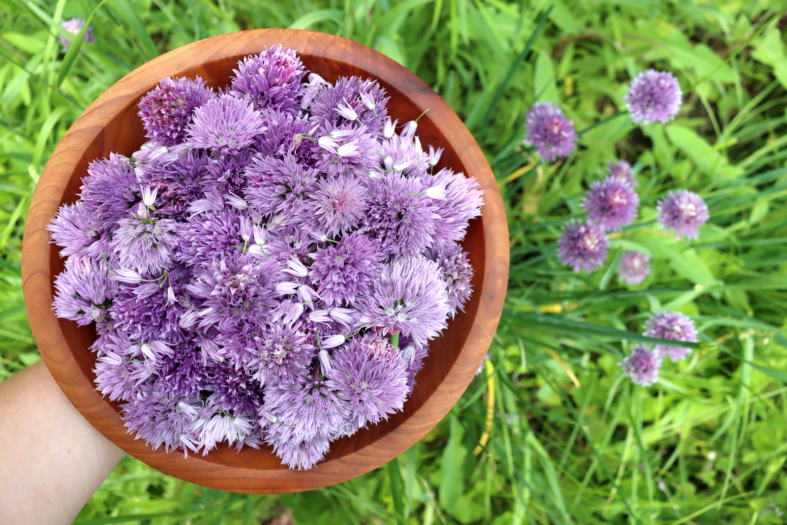 Chive Blossom Recipes