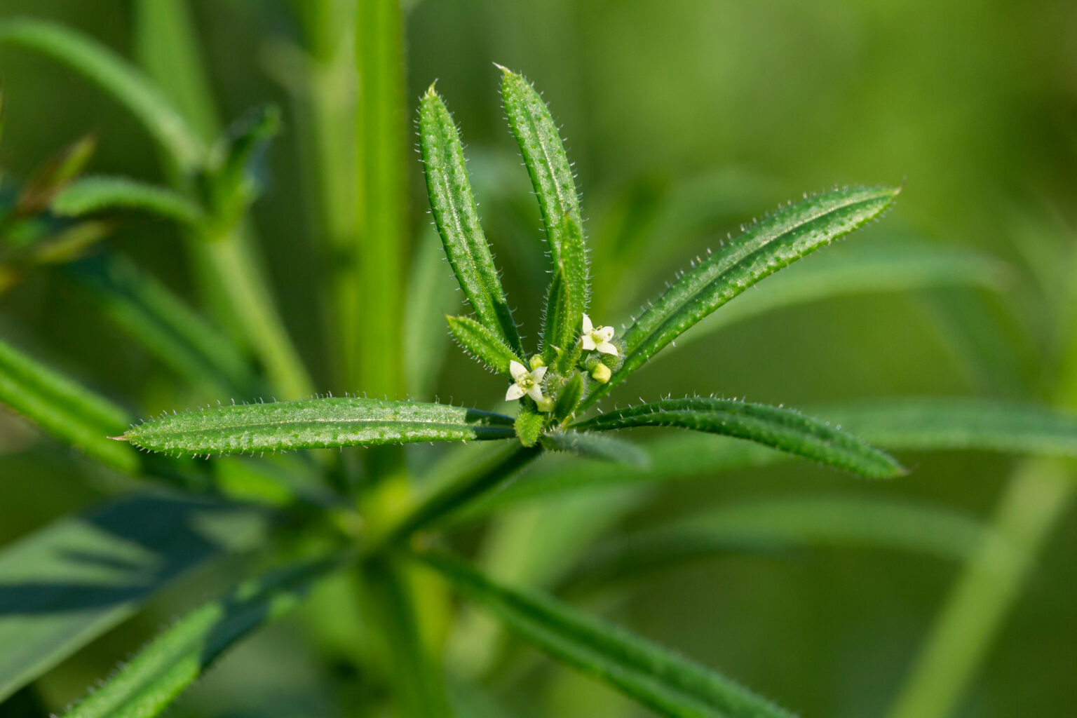 Cleavers (Galium aparine)