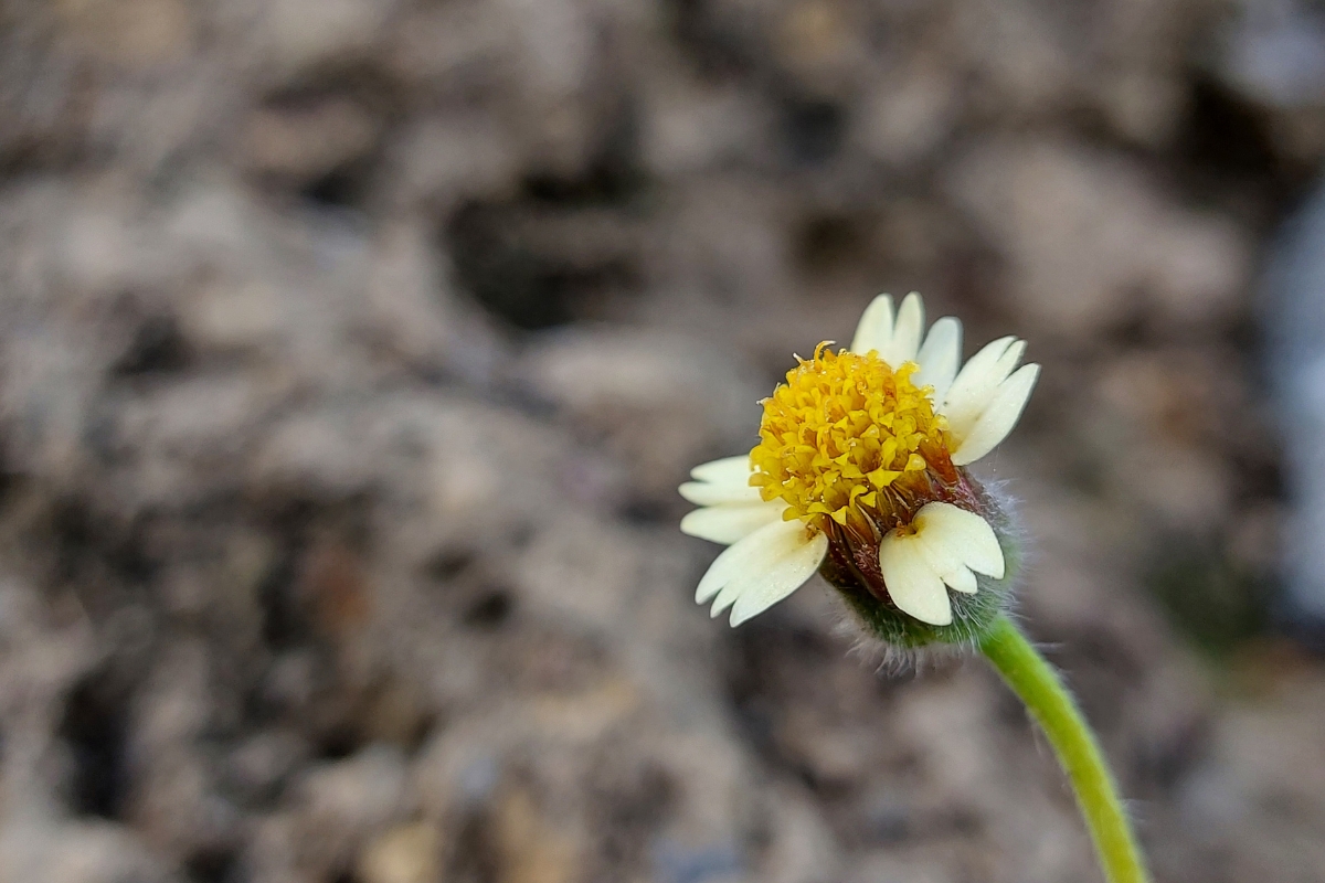 Coat Buttons (Tridax procumbens)