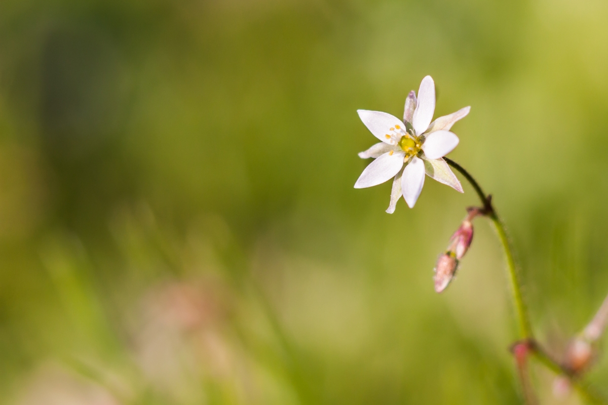 Corn Spurry (Spergula arvensis)