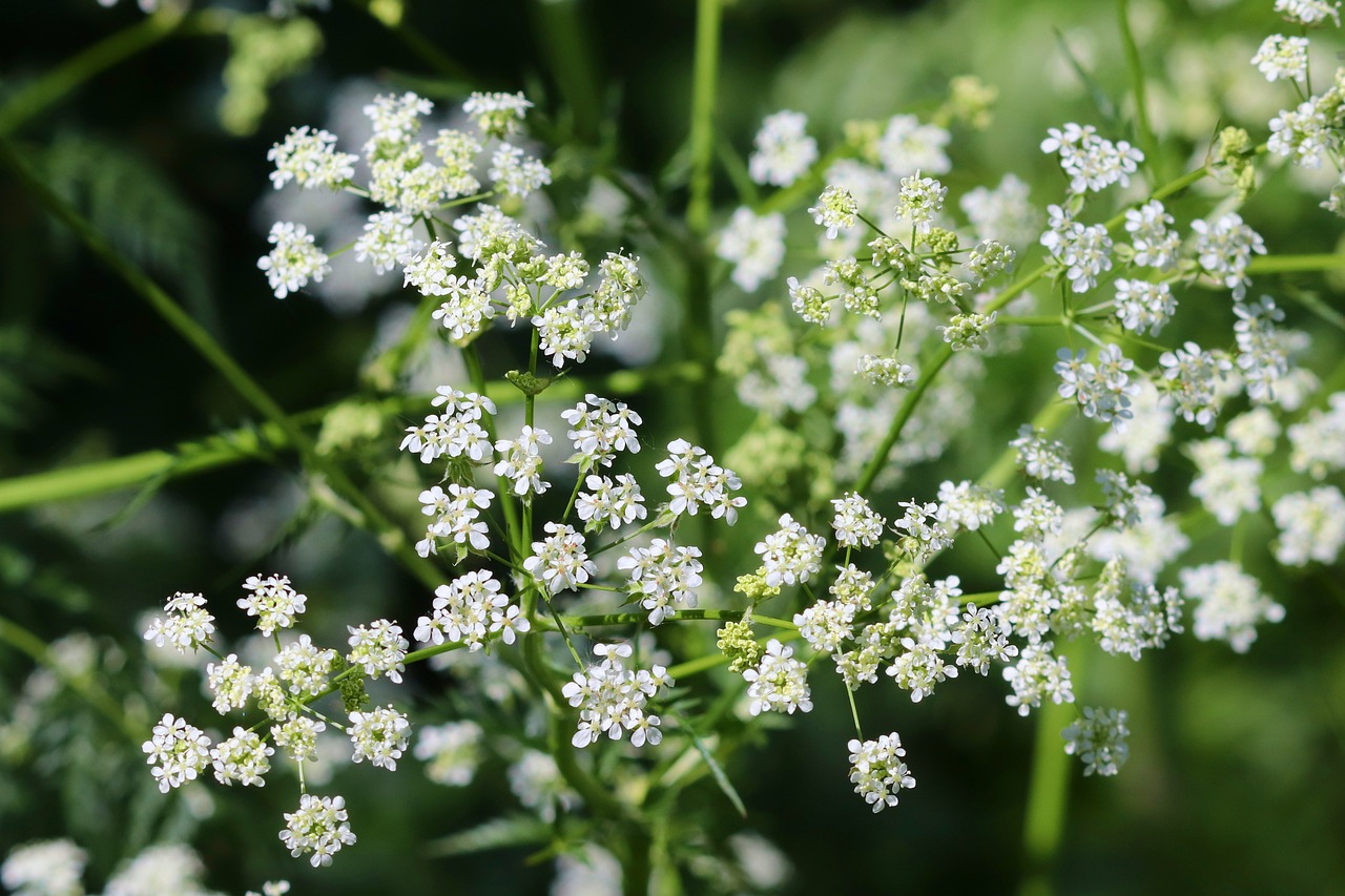 Cow Parsley (Anthriscus sylvestris)