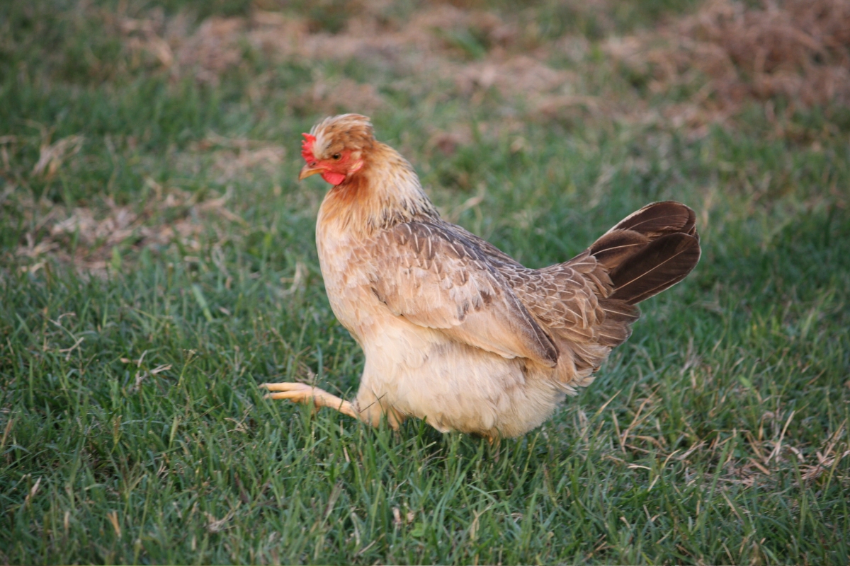 Cream Legbar Chicken