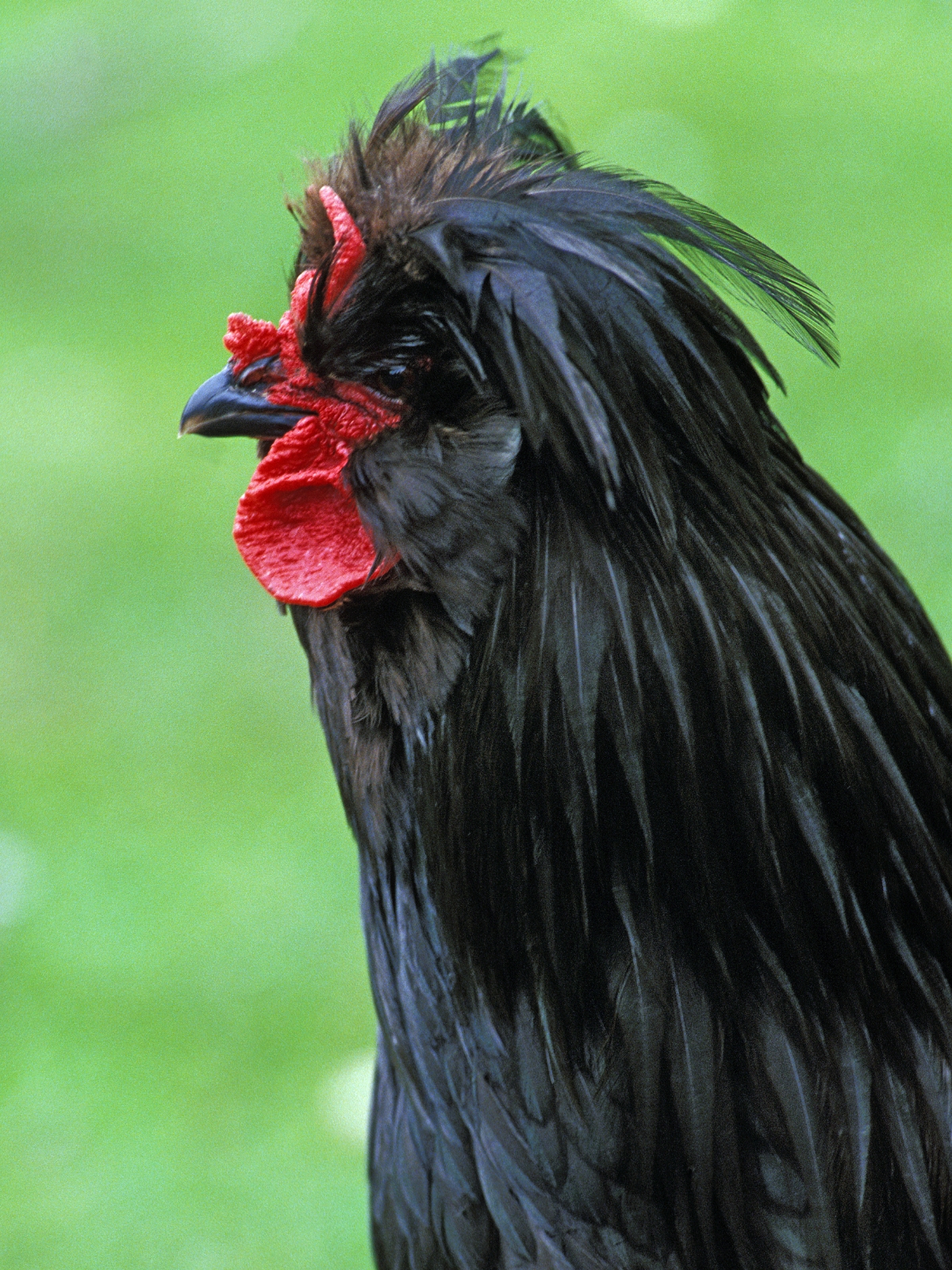 Crevecoeur chickens