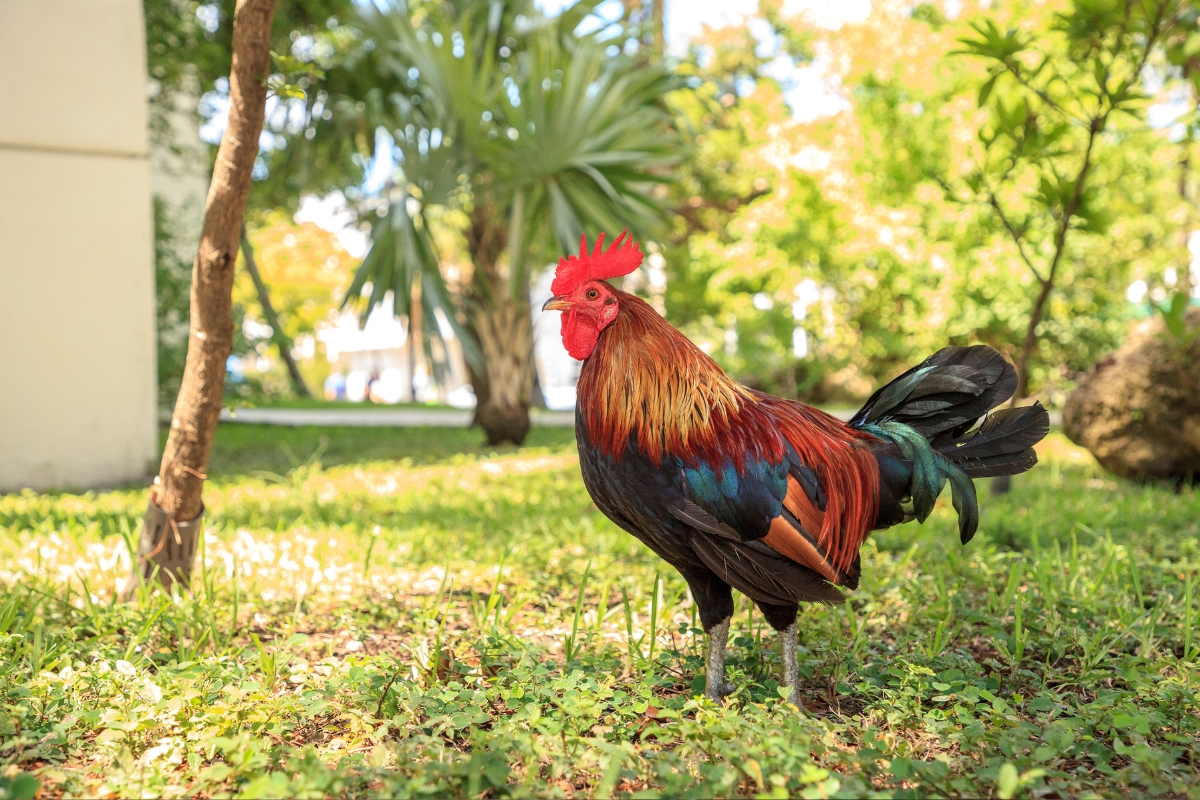 Cubalaya Chicken