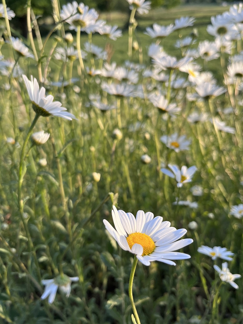 Daisy