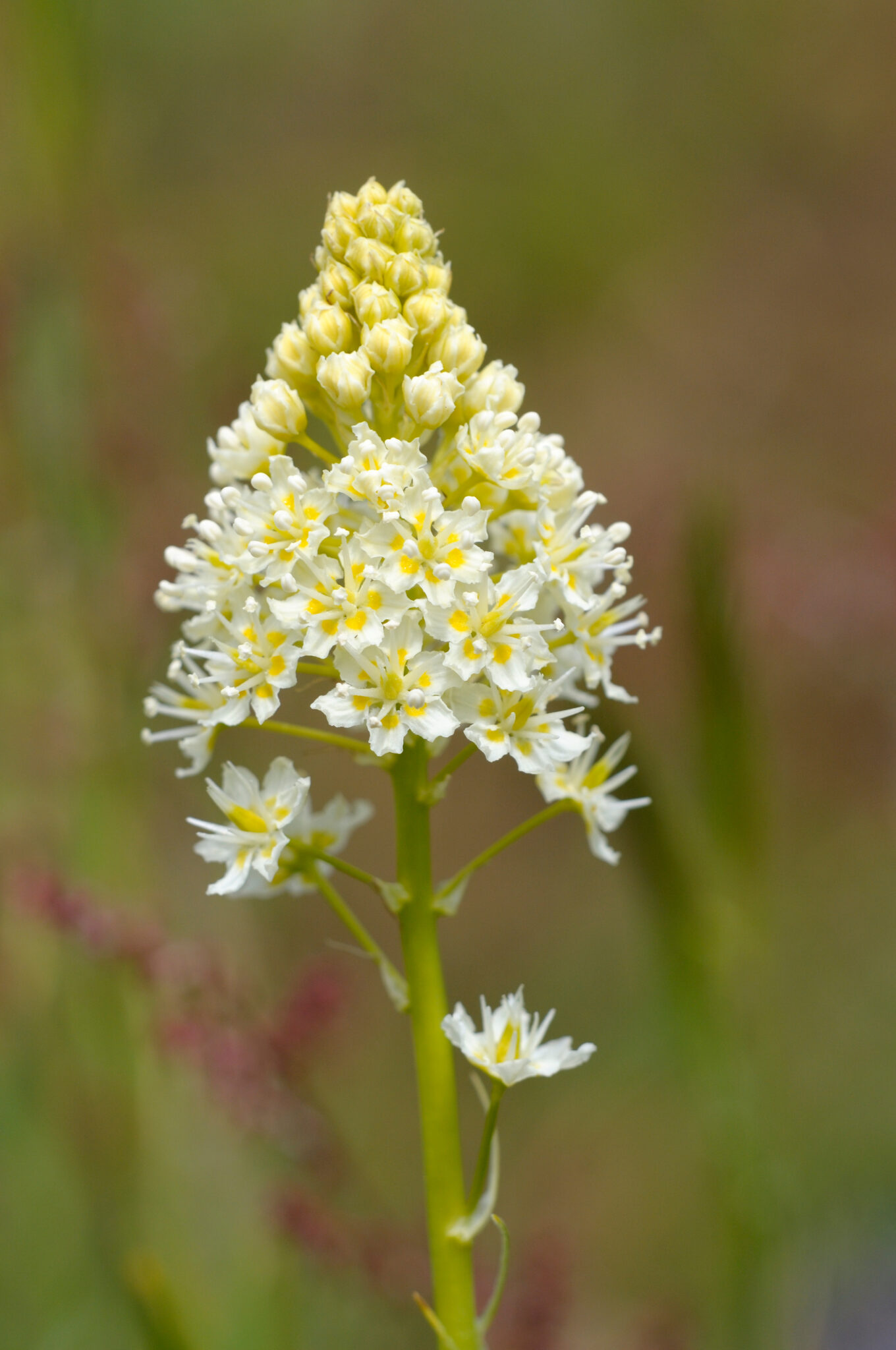 Death camas (Zigadenus venenosus)