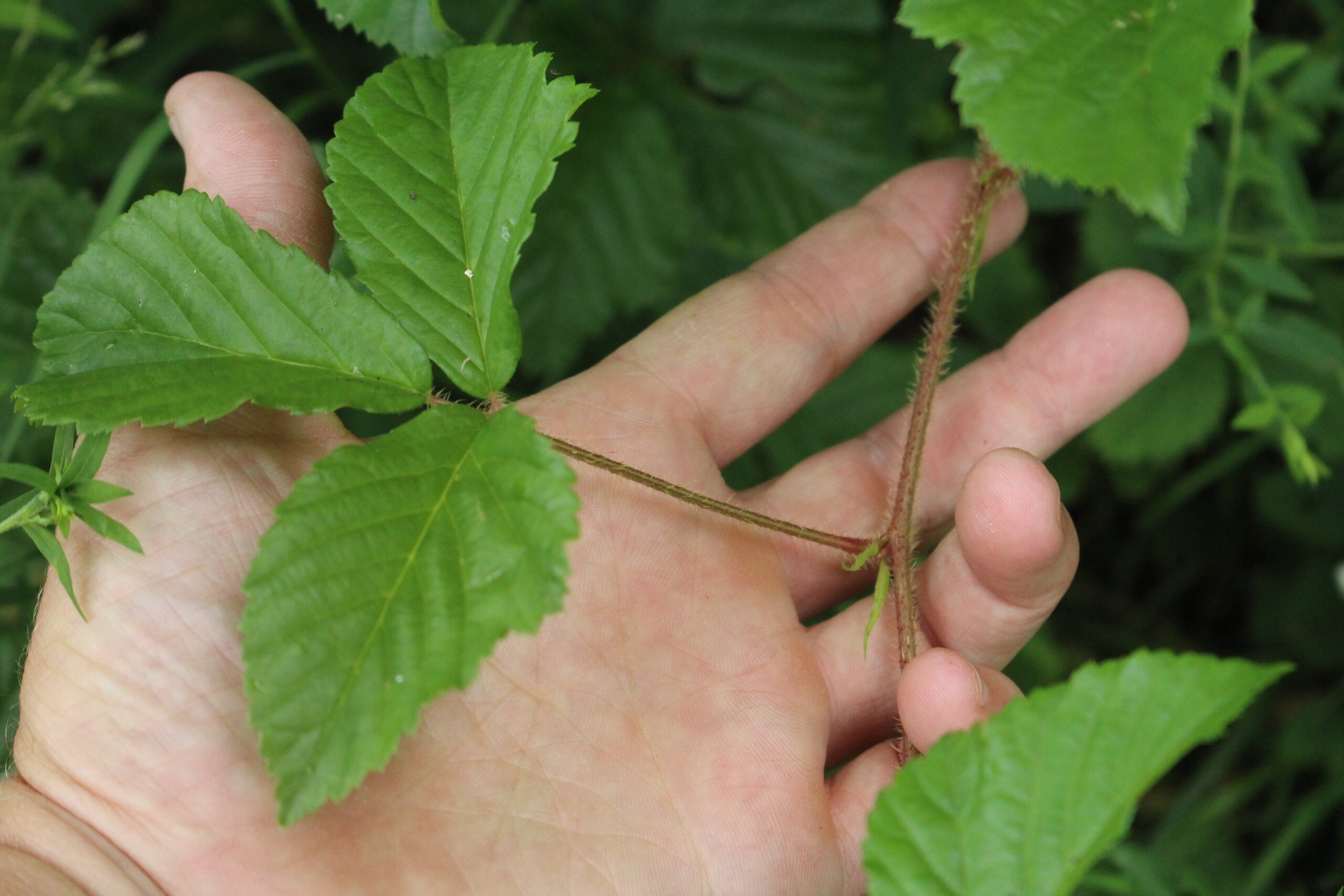 Dewberry Canes
