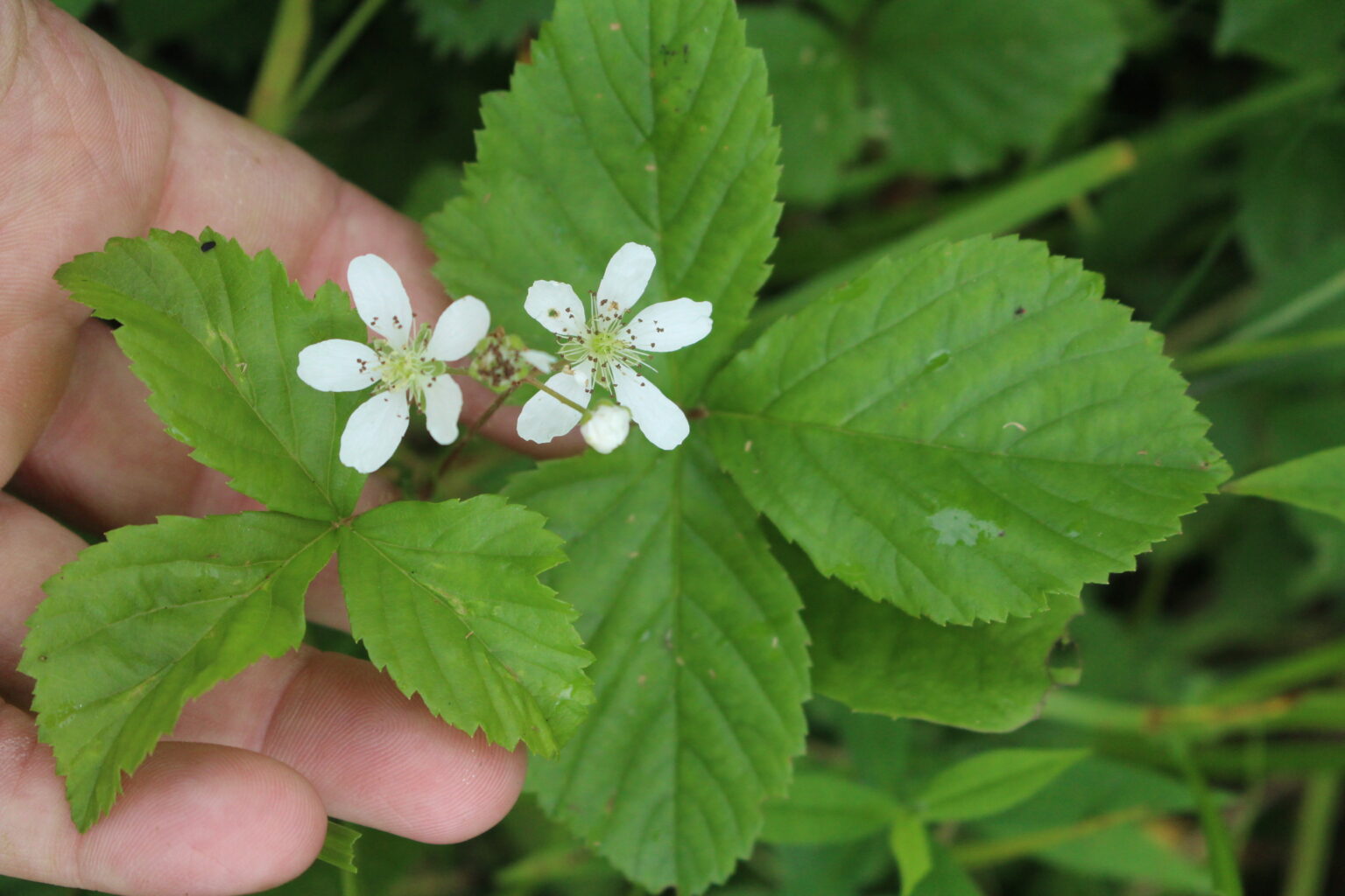 Dewberry Flowers and Leaves