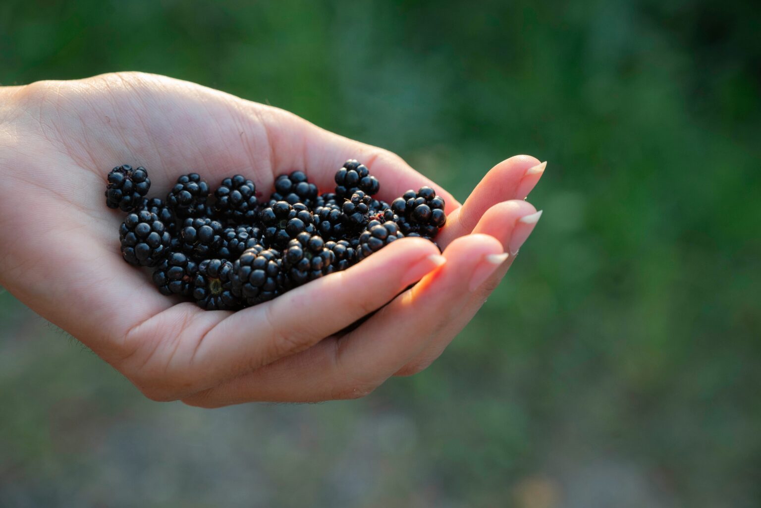 Dewberry Fruits