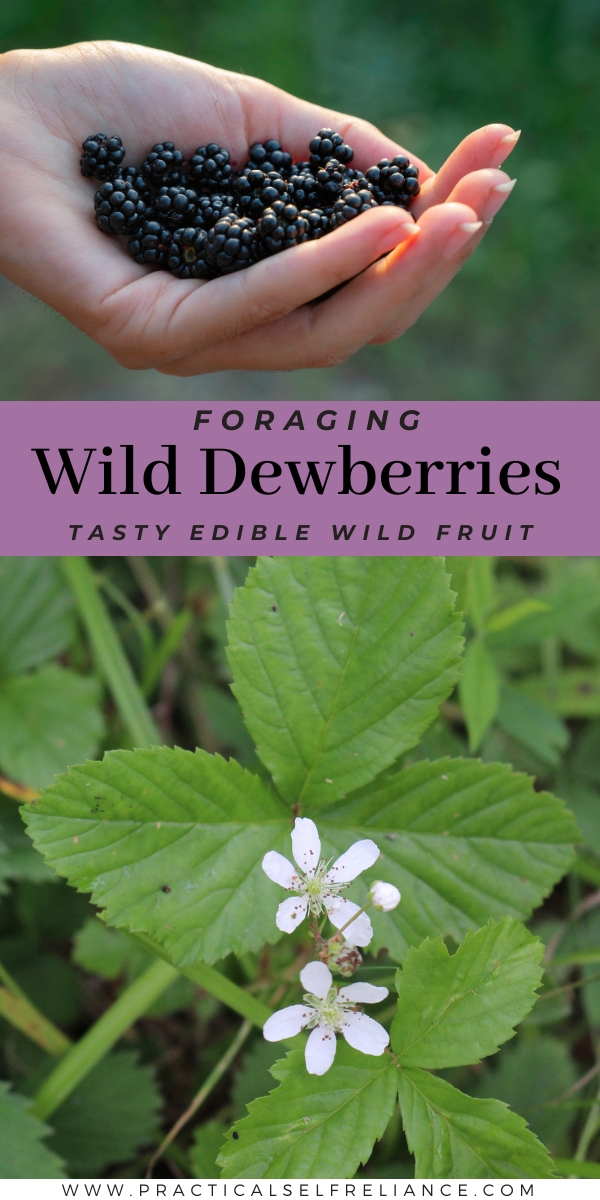 Dewberry Identification