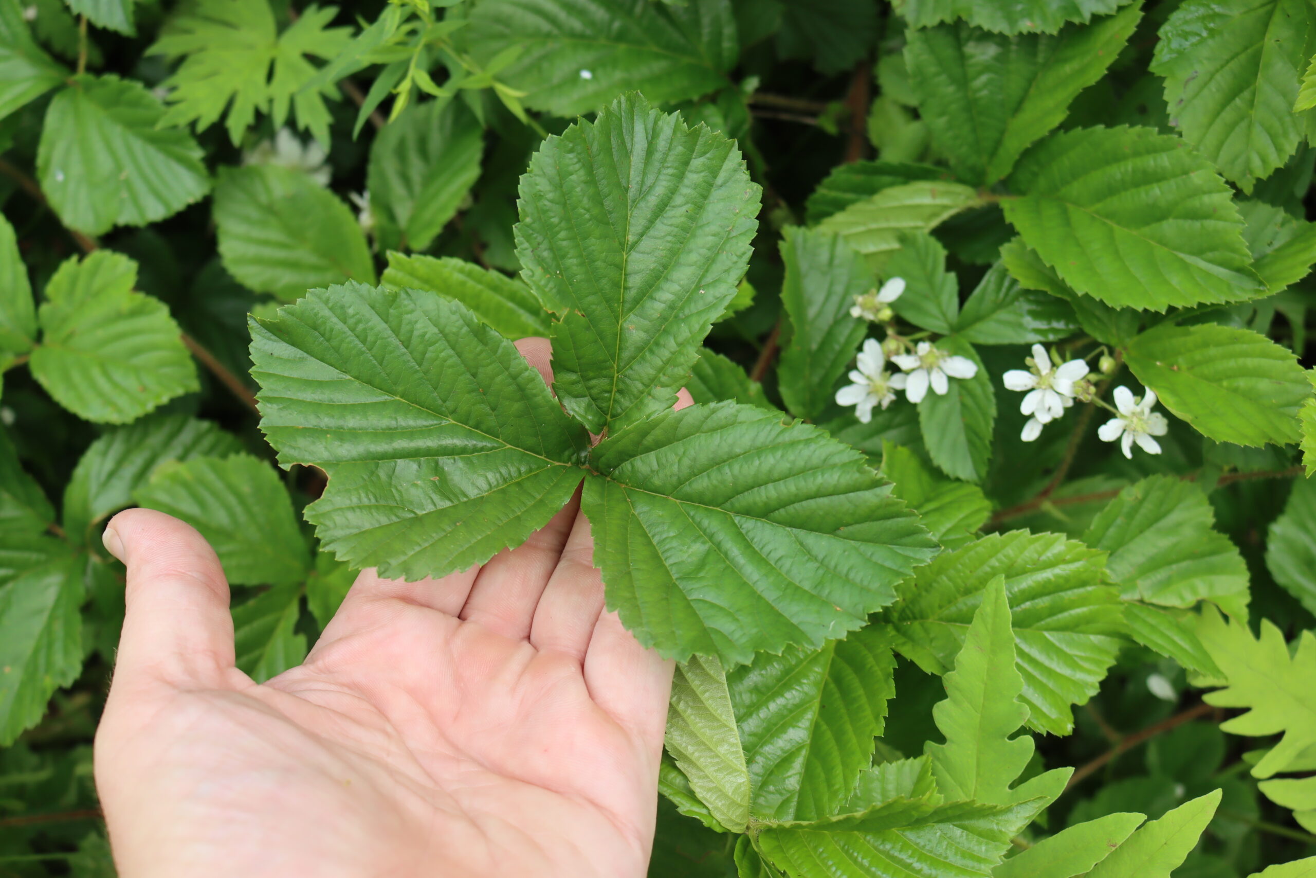 Dewberry Leaves