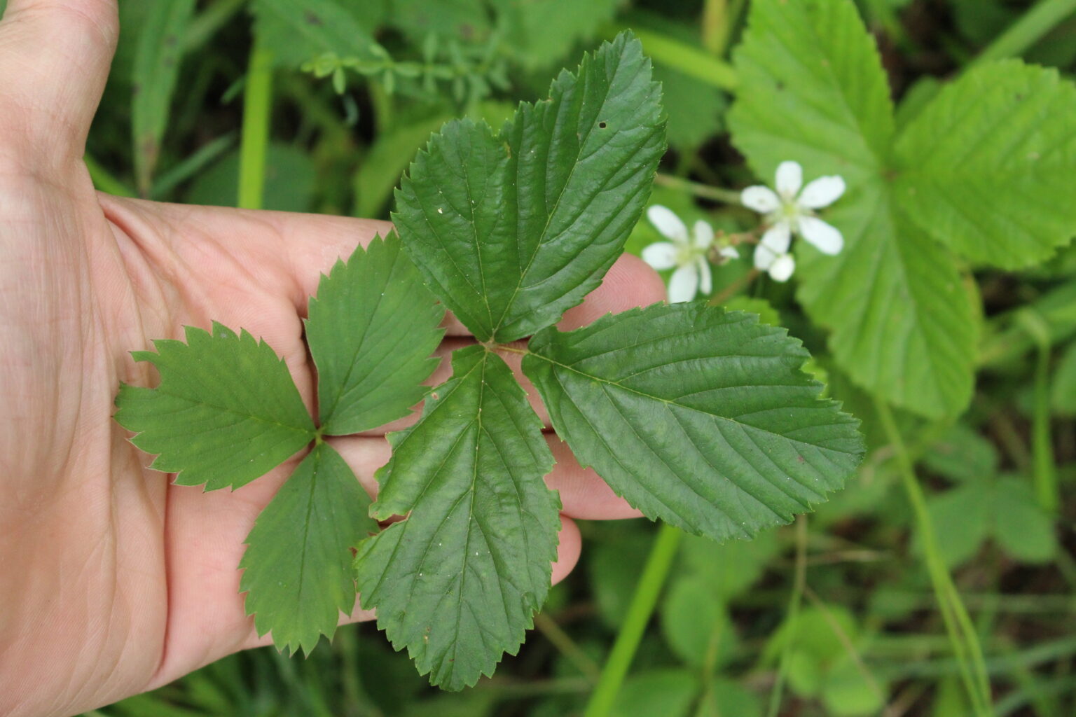 Strawberry Leaf (left) and dewberry leaf and flowers (right)