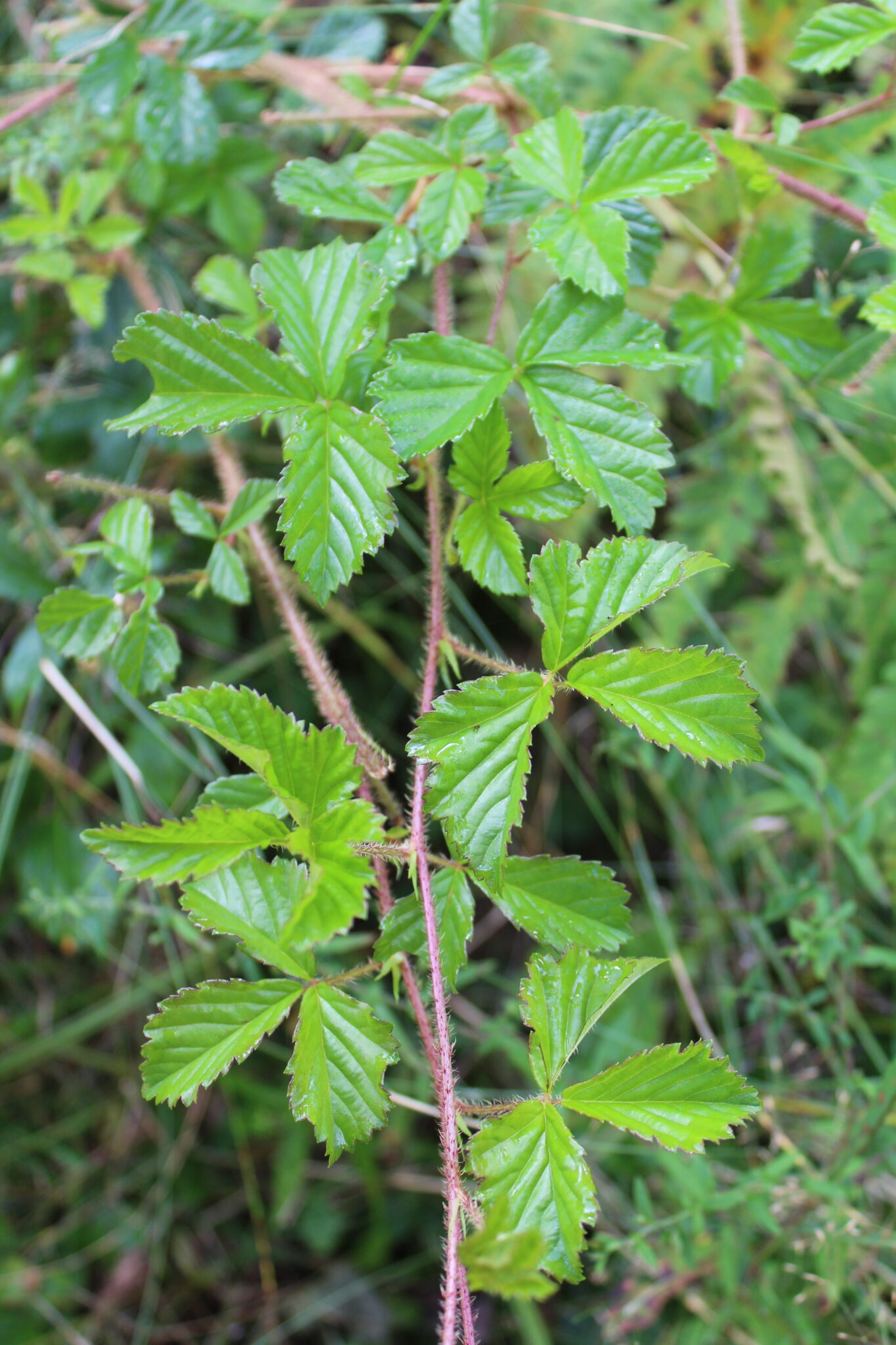 Dewberry Plant