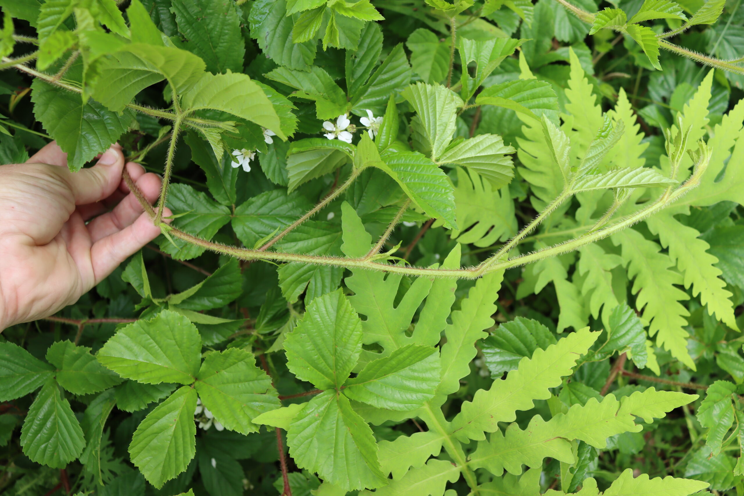Dewberry Plant stem