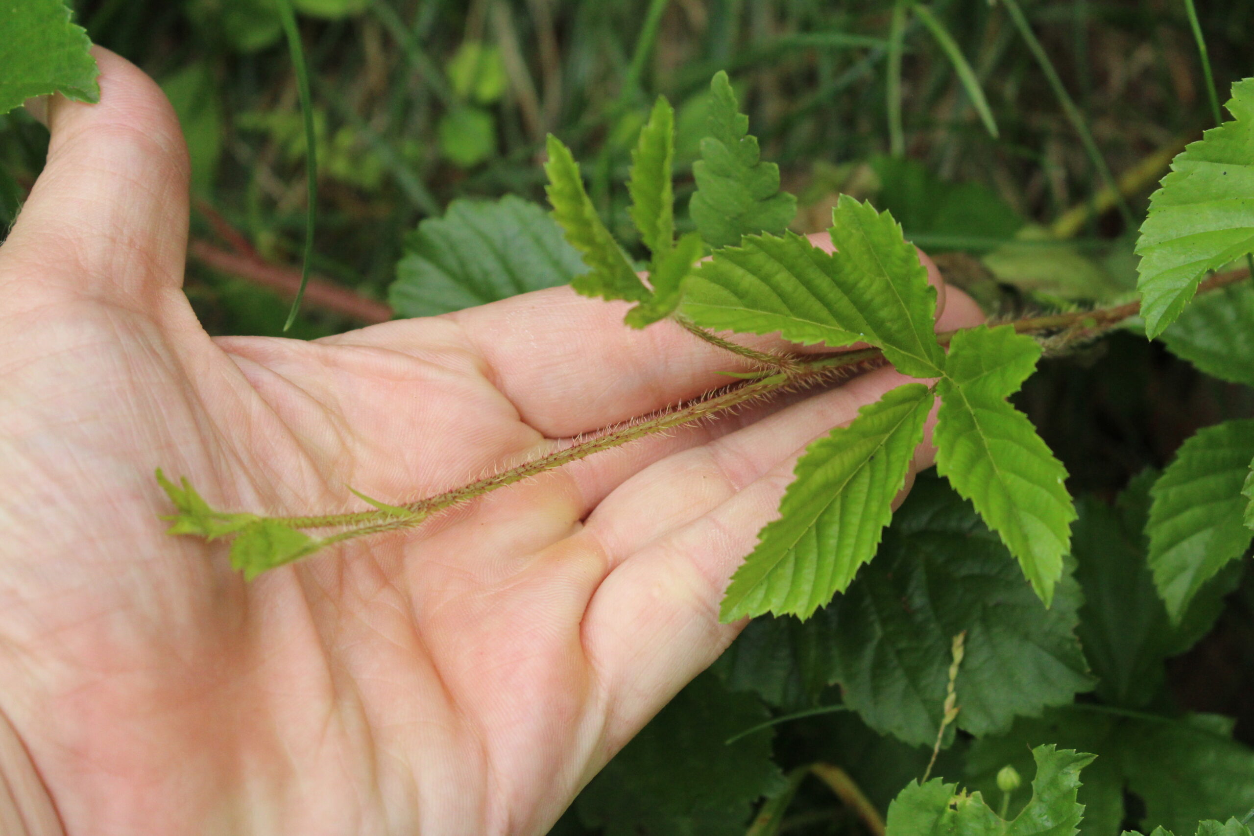 Dewberry Runner