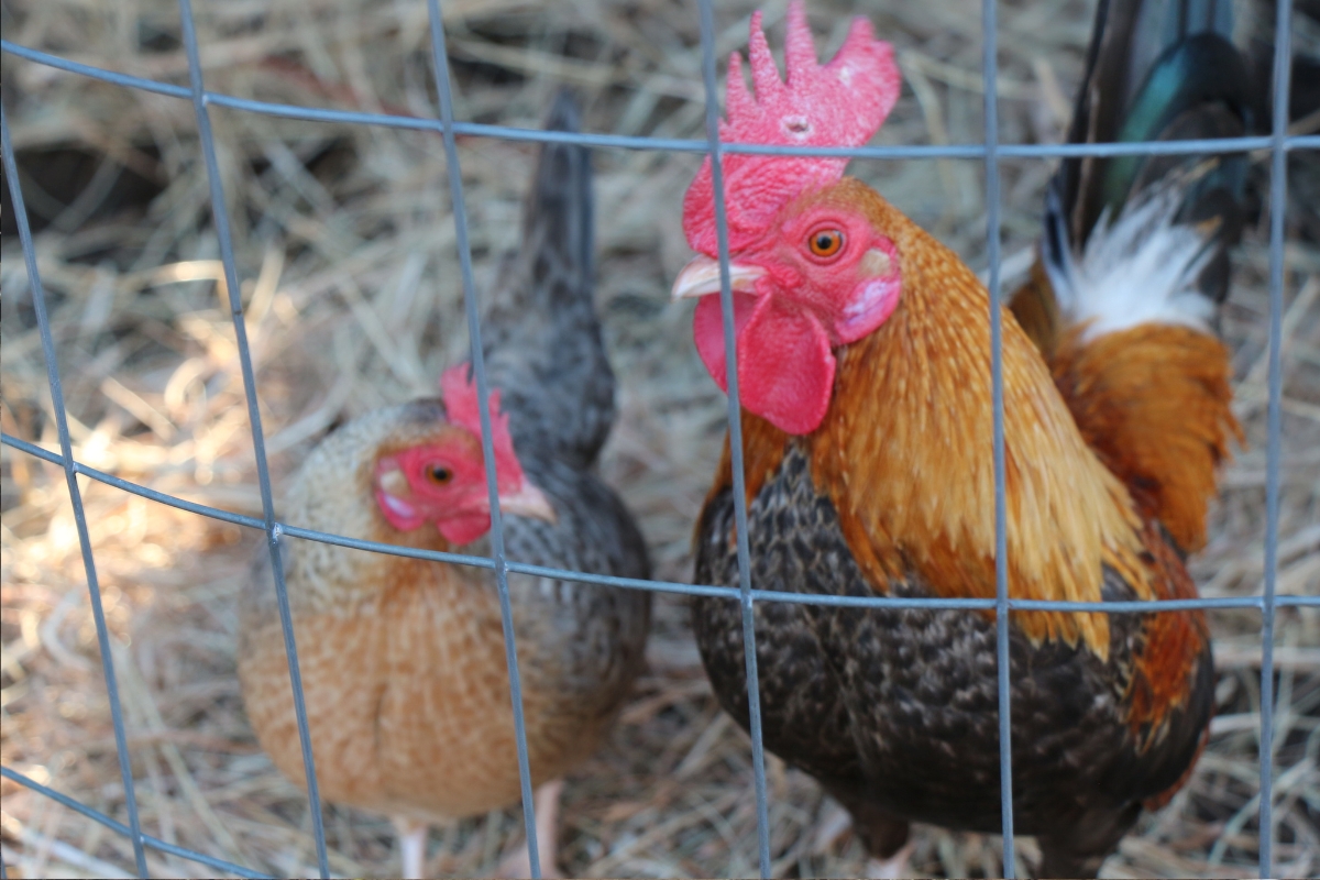 Dutch Bantam