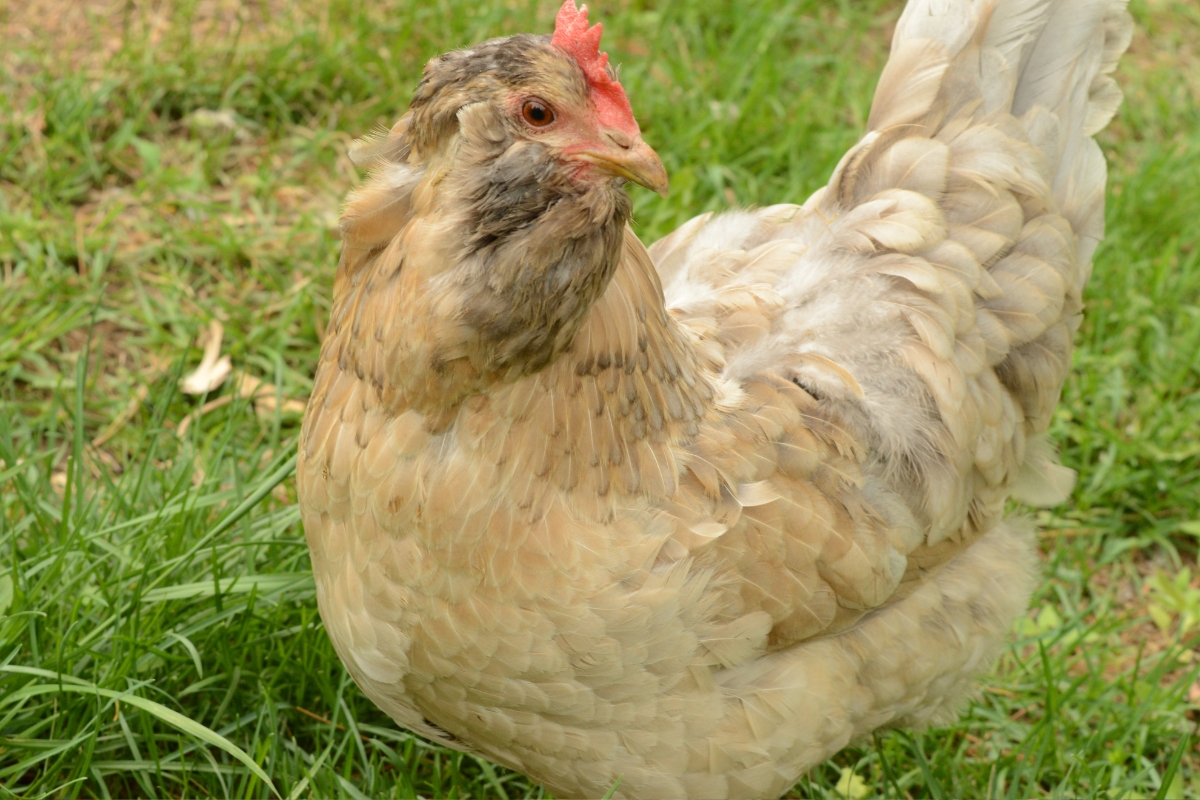 Easter Egger Chicken