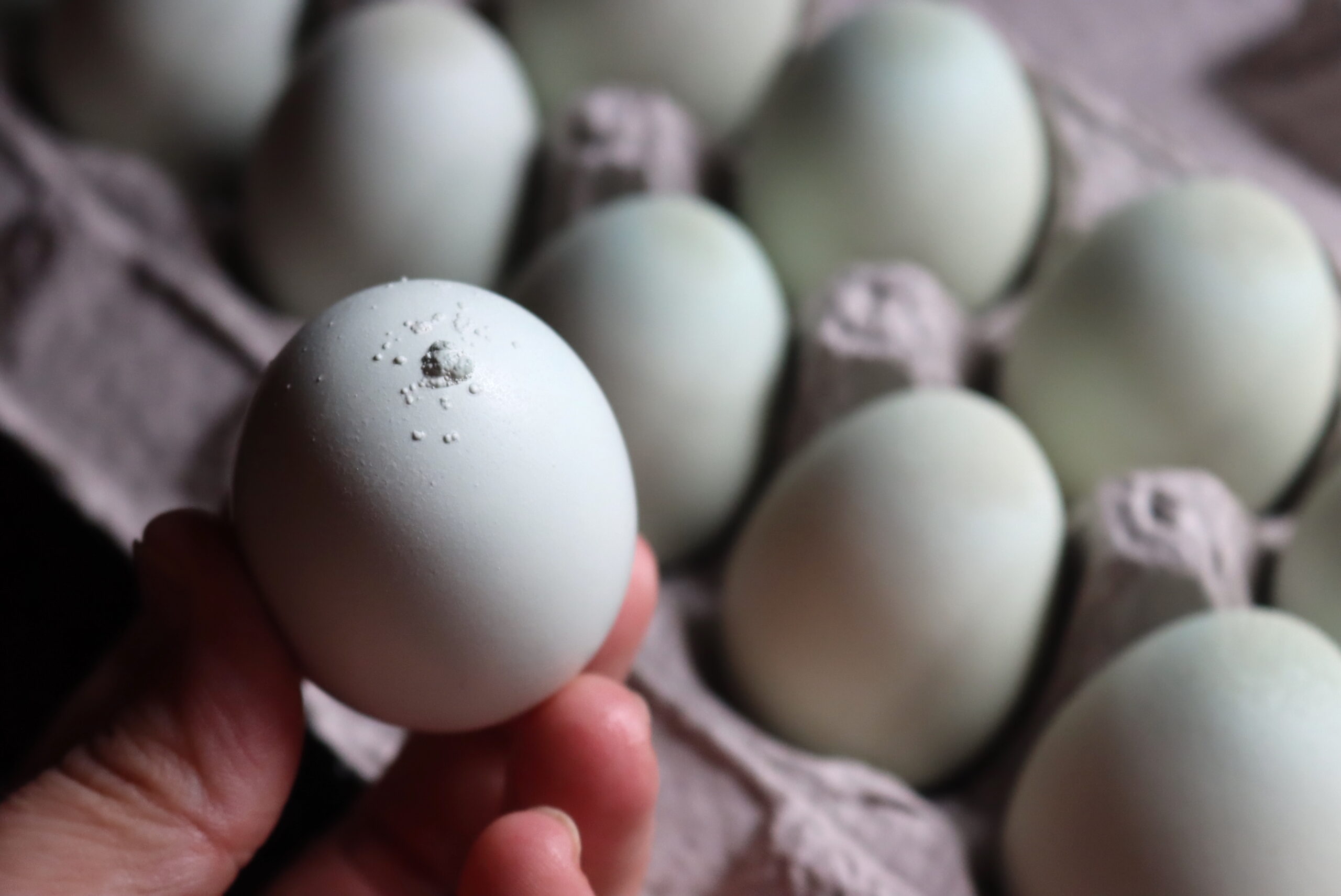 Egg Calcium Deposit