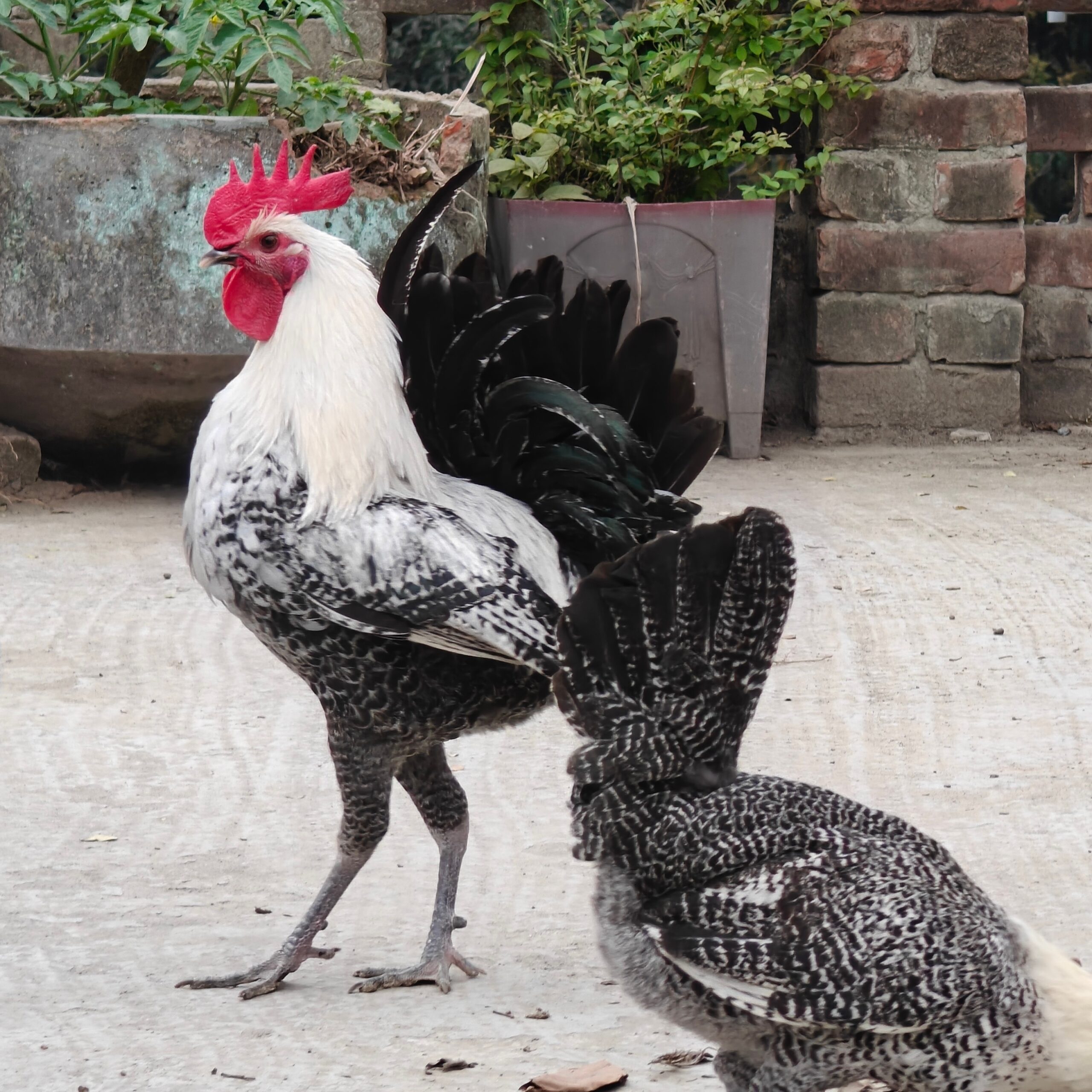 Egyptian Fayoumi Chicken