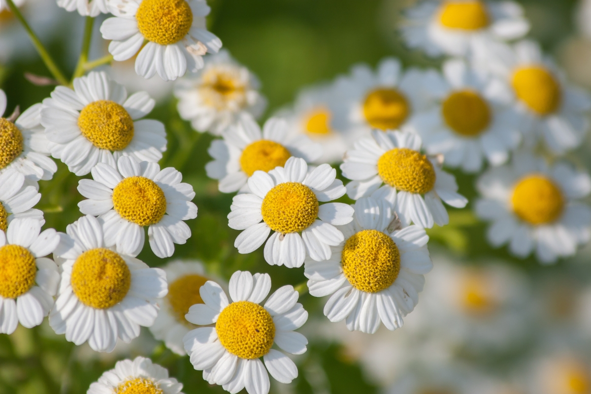 Feverfew (Tanecetum parthenium)