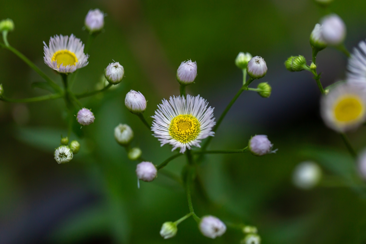 Fleabane (Erigeron sp.)