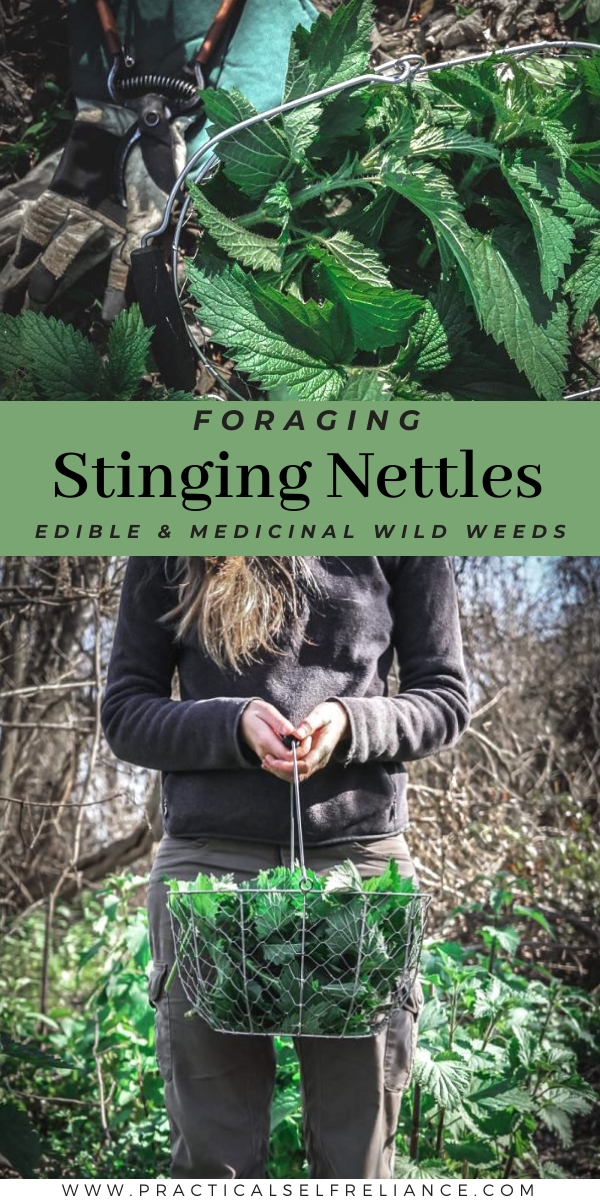 Foraging Stinging Nettles