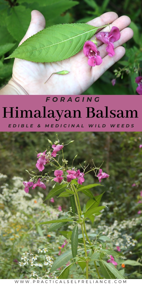 Foraging Wild Himalayan Balsam