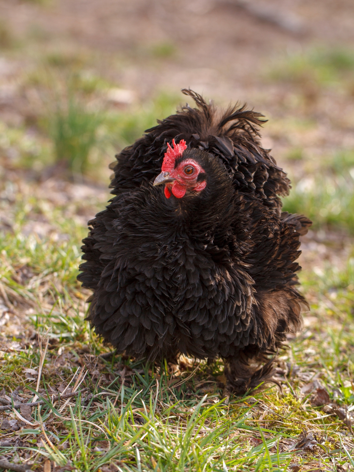 Frizzle Bantam Cochin