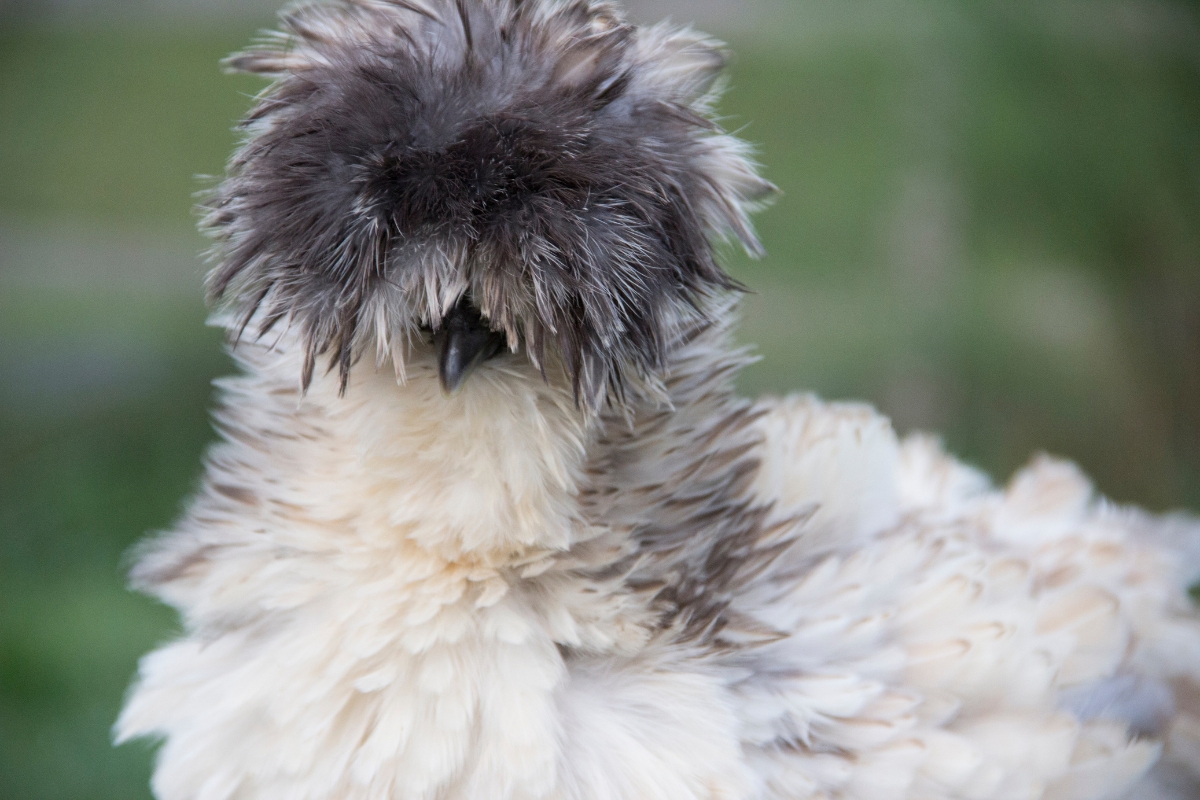 Frizzle Silkie
