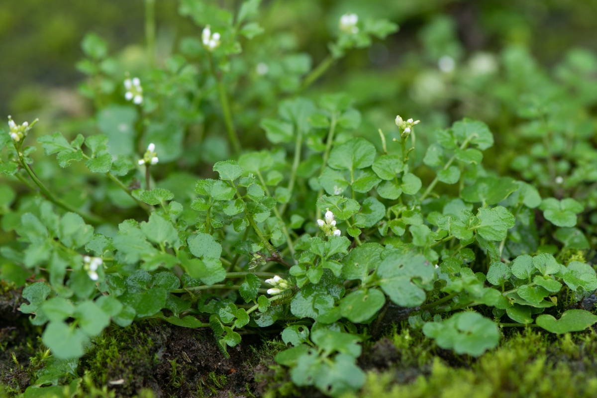 Hairy Bittercress (Cardamine hirsuta)
