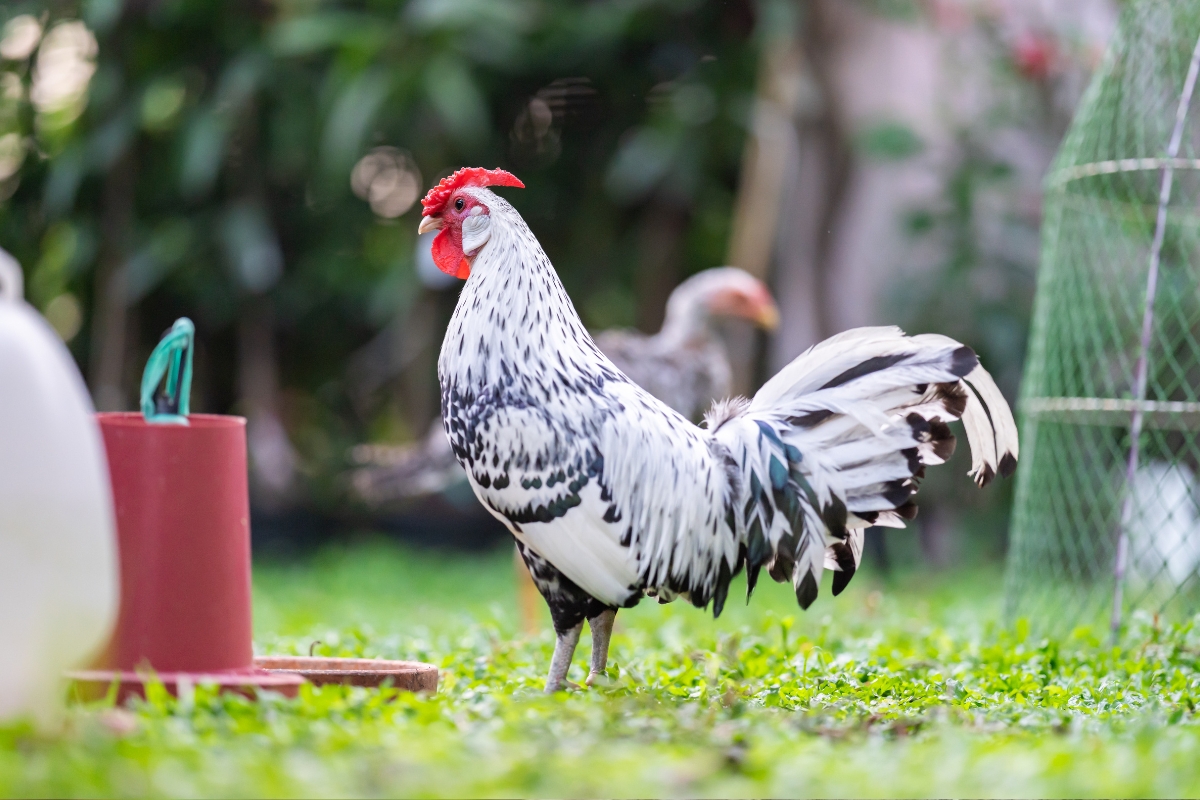 Hamburg chicken