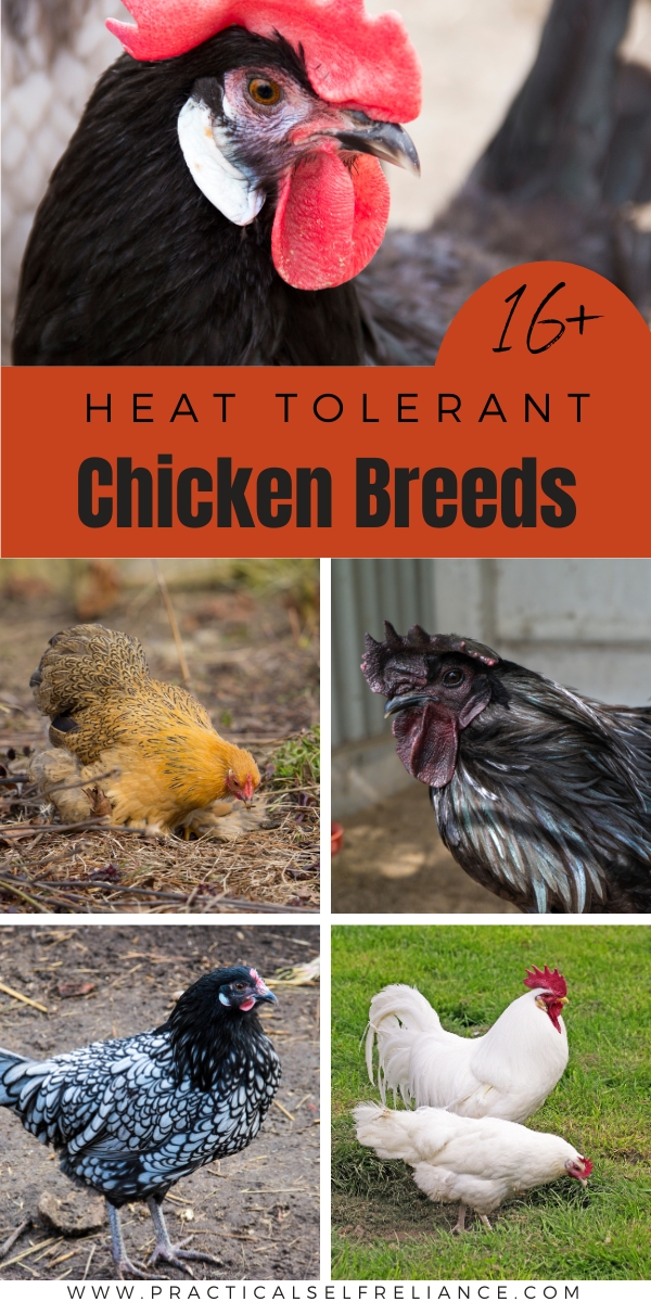 Heat Tolerant Chicken Breed List
