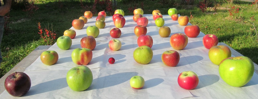 Heirloom Apples