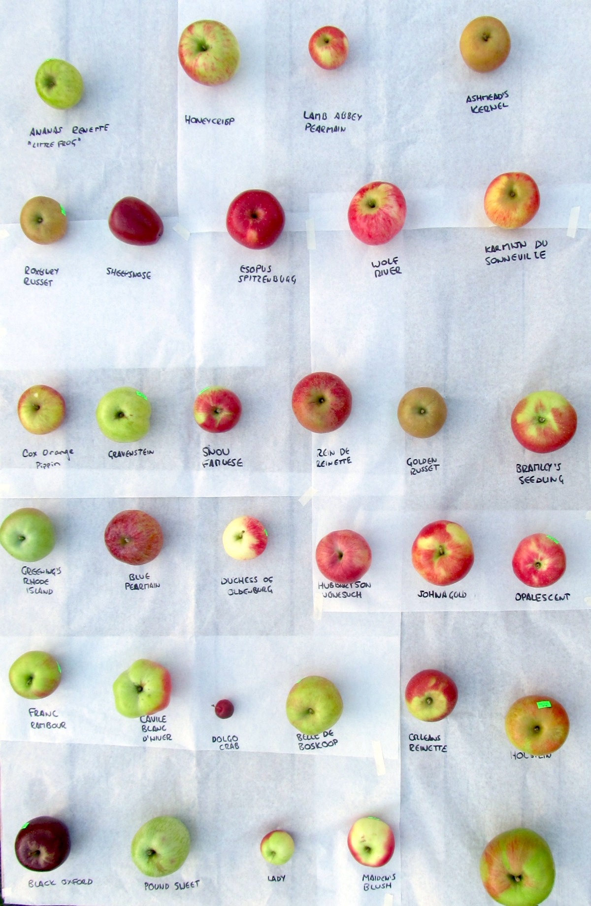 Heirloom Apple Tasting