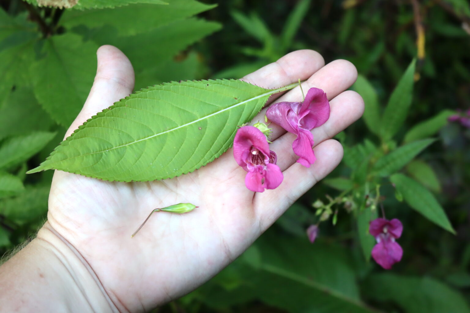 Himalayan Balsam