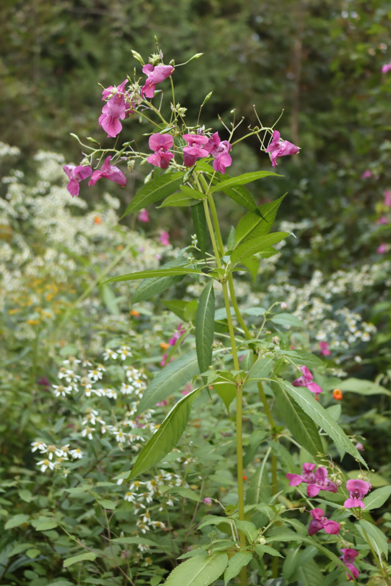 Himalayan Balsam Flowers