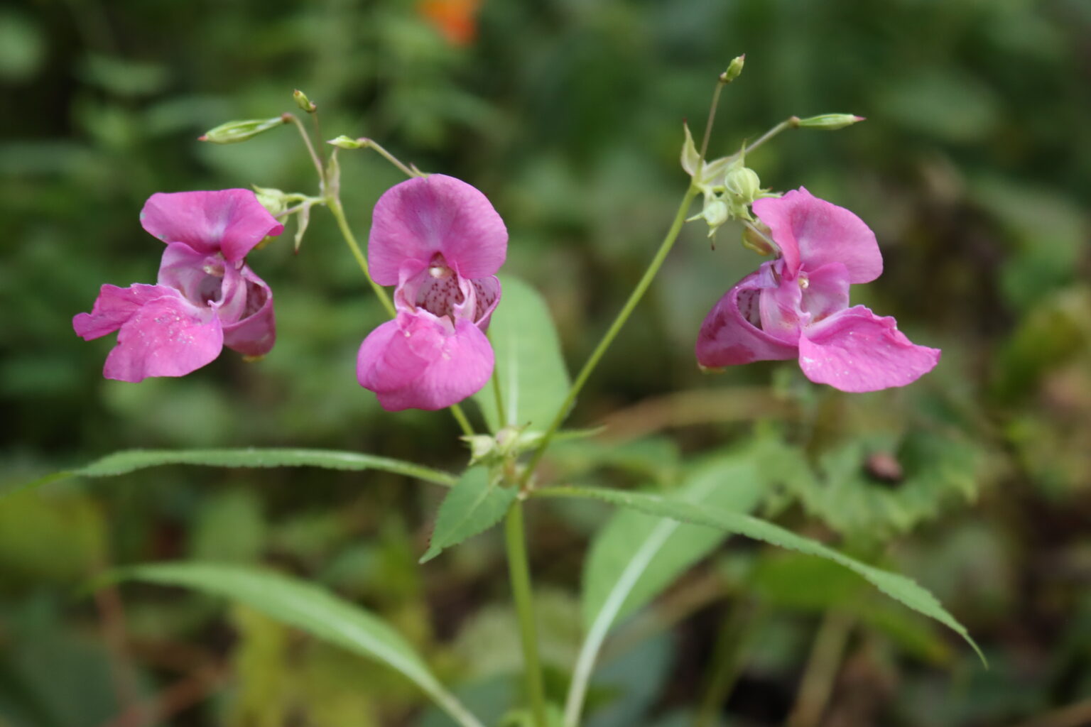Himalayan Balsam Flowers