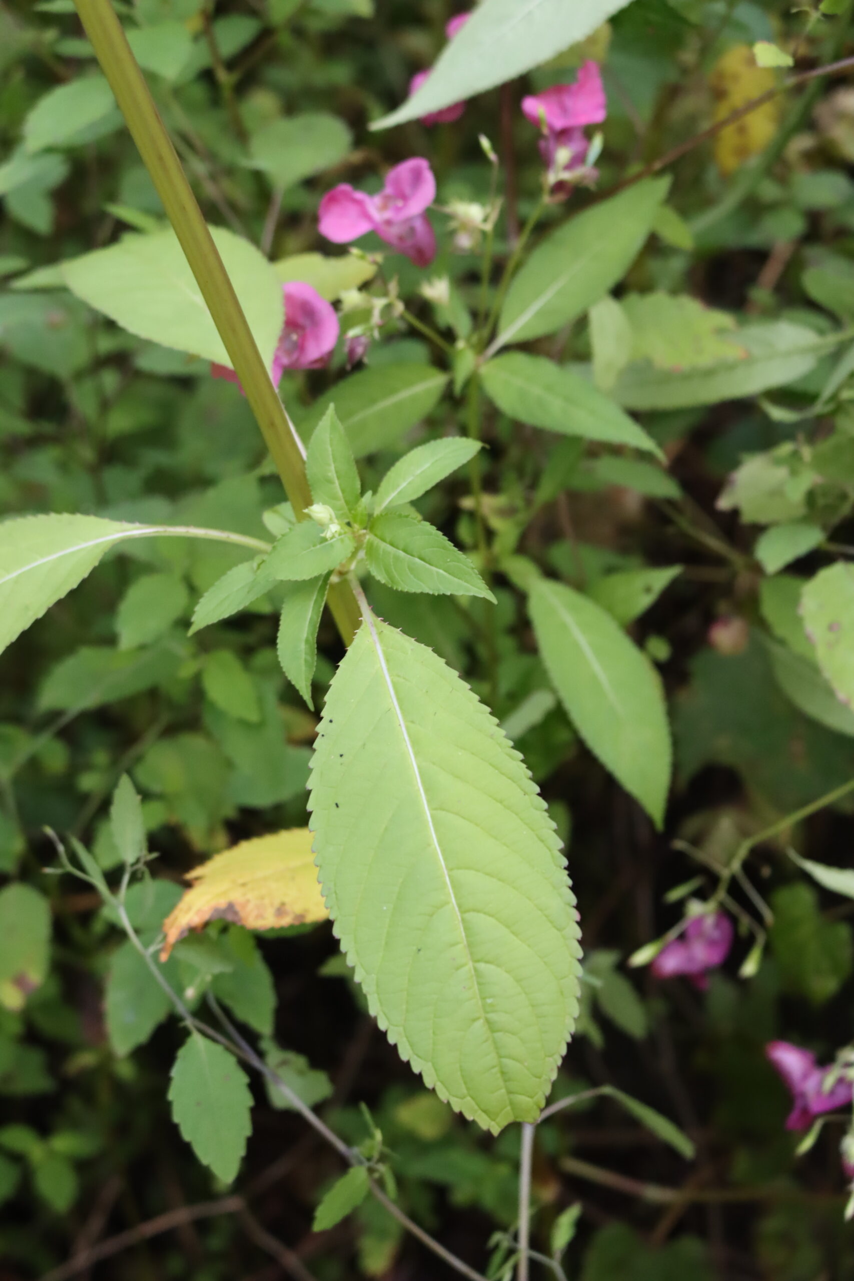 Himalayan Balsam Leaf