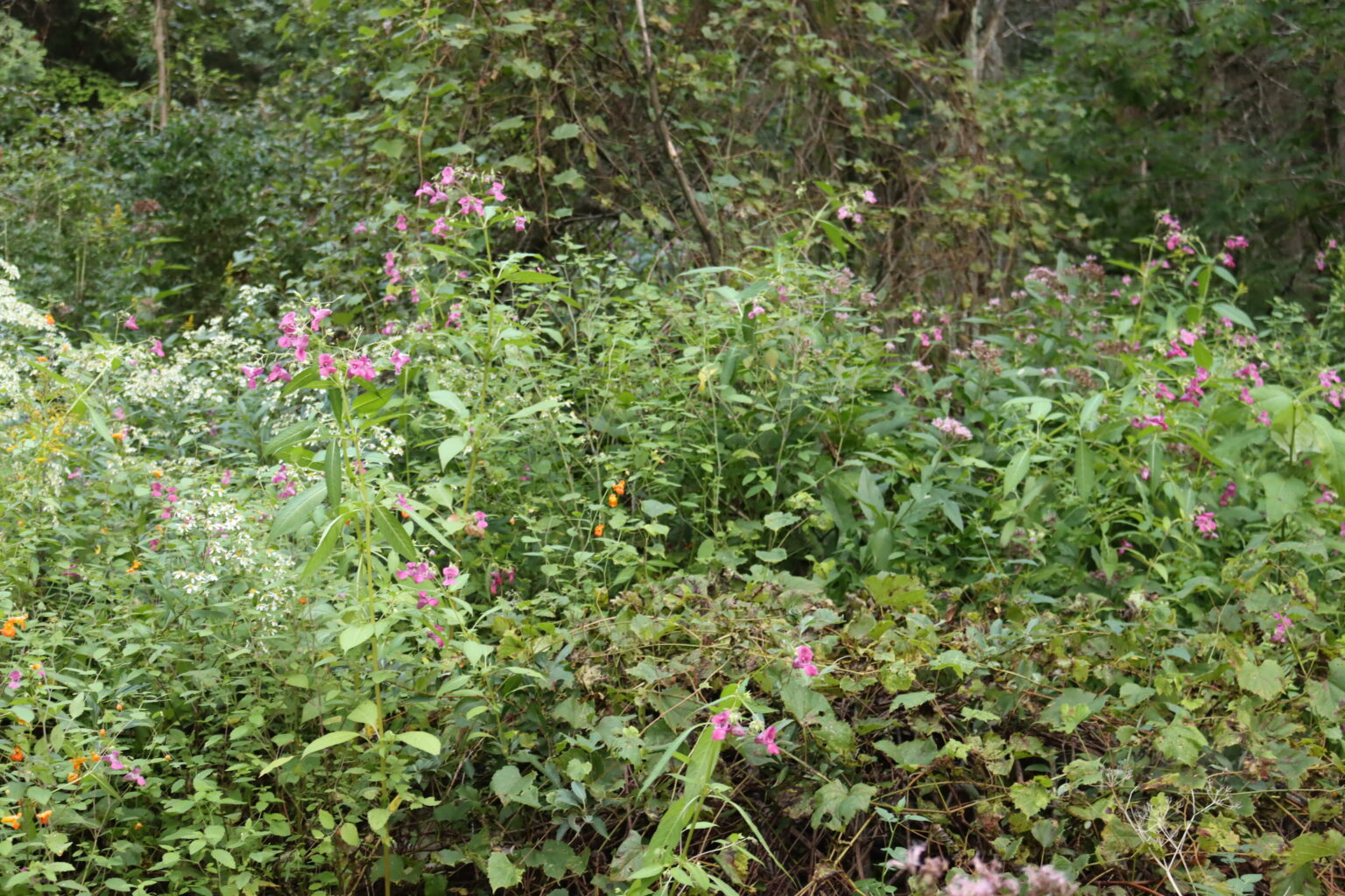 A patch of Himalayan Balsam in a low lying wet spot.