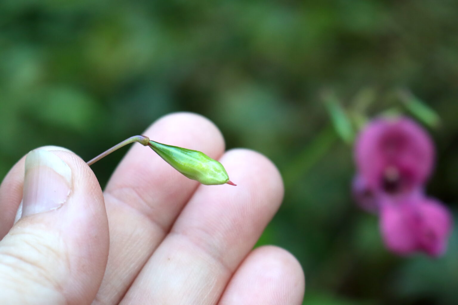 Himalayan Balsam Seed Pod