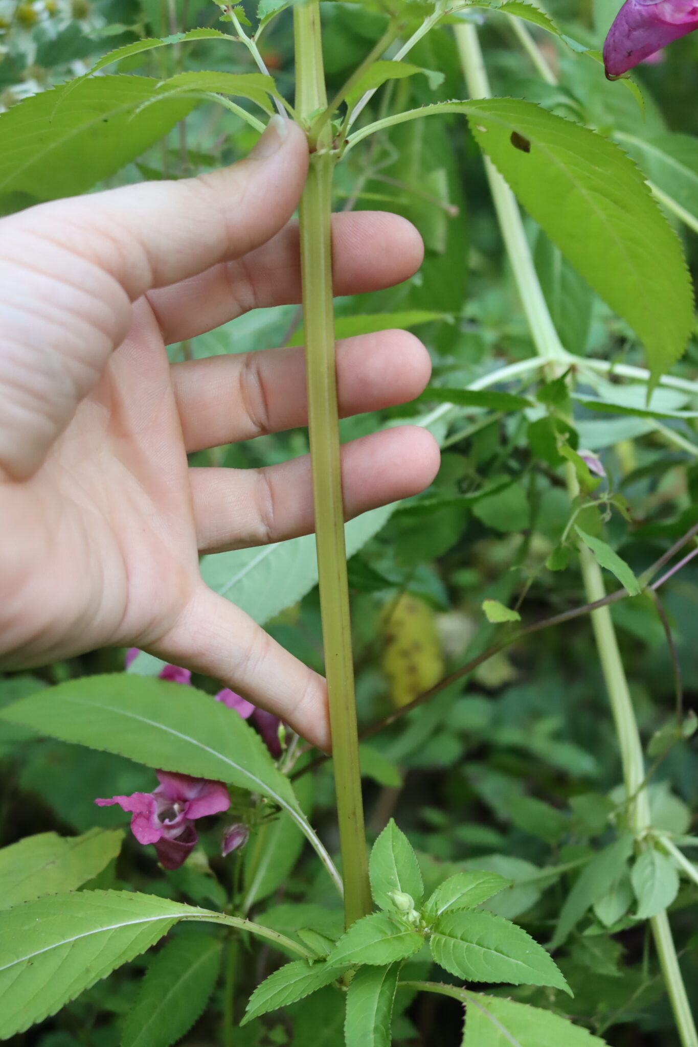 Himalayan Balsam Stem