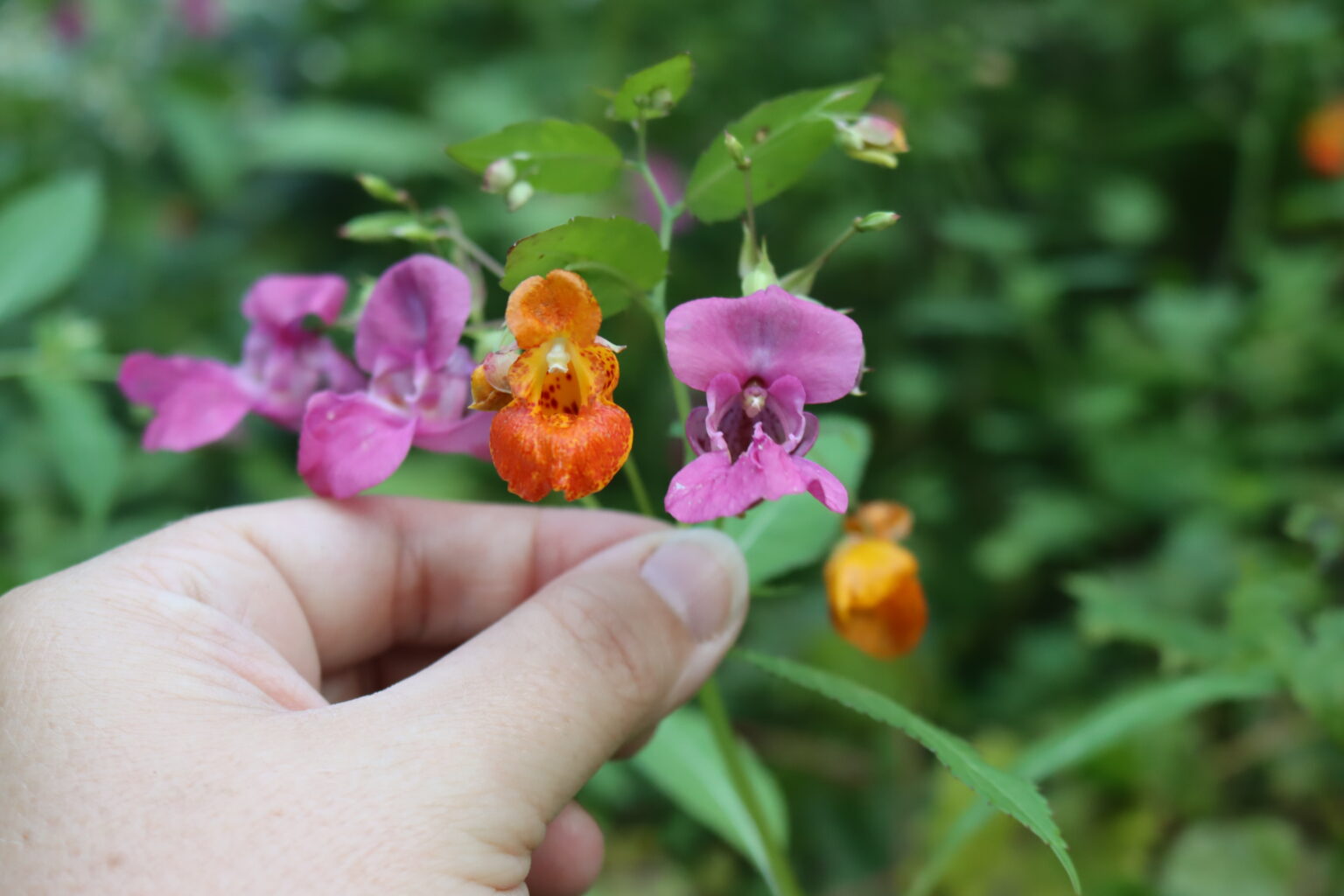 Himalayan Balsam and Jewelweed