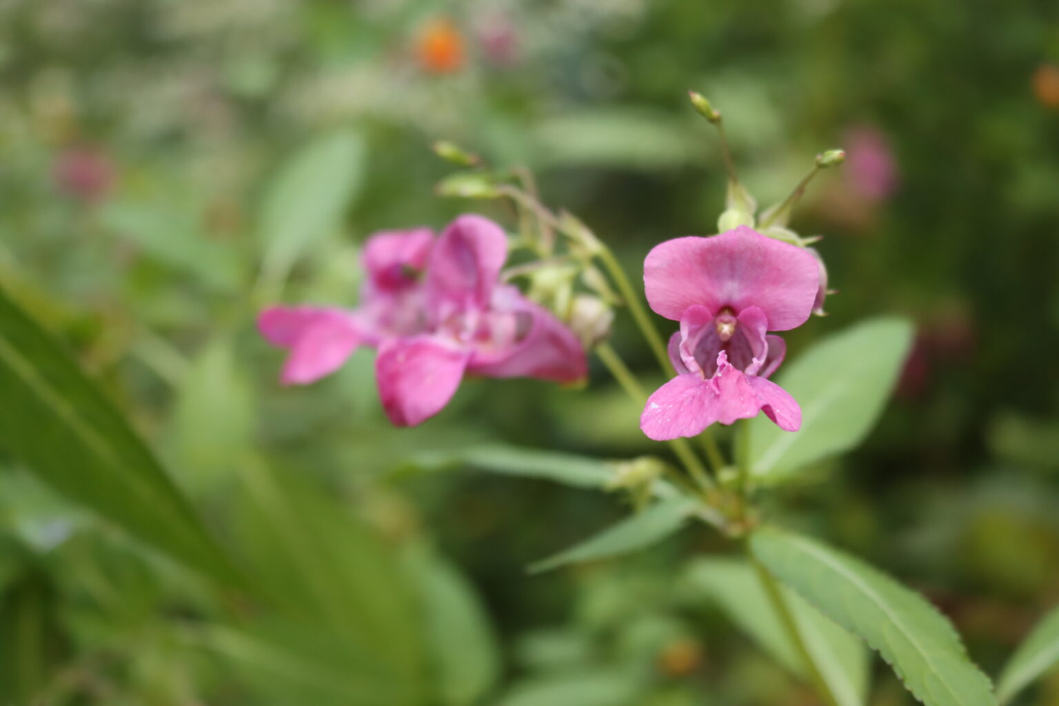 Himalayan Balsam Flowers