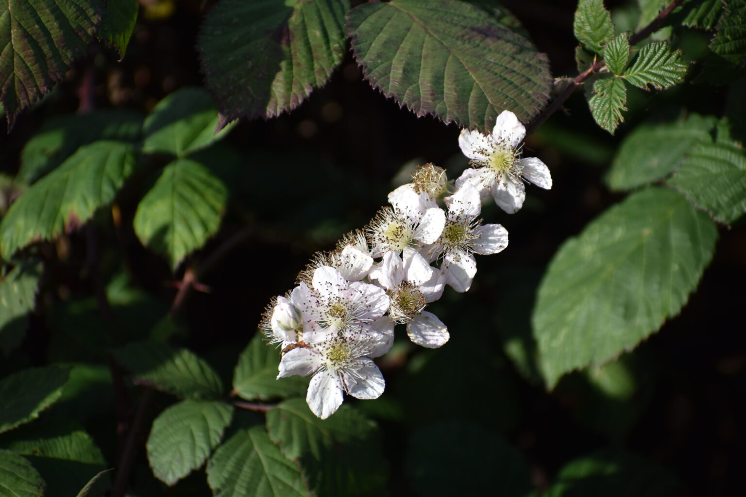 Himalayan Blackberry (Rubus armeniacus)