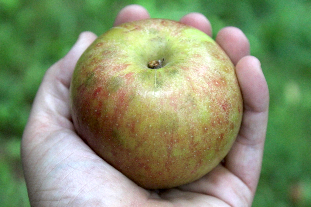 Holstein Apple