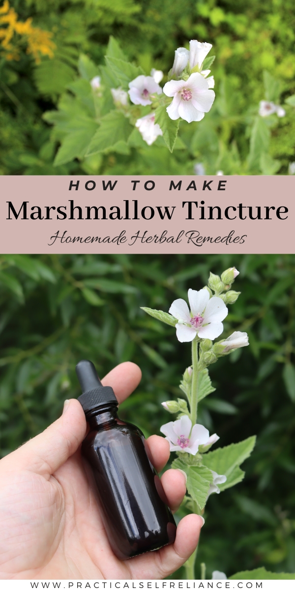 Homemade Marshmallow Tincture