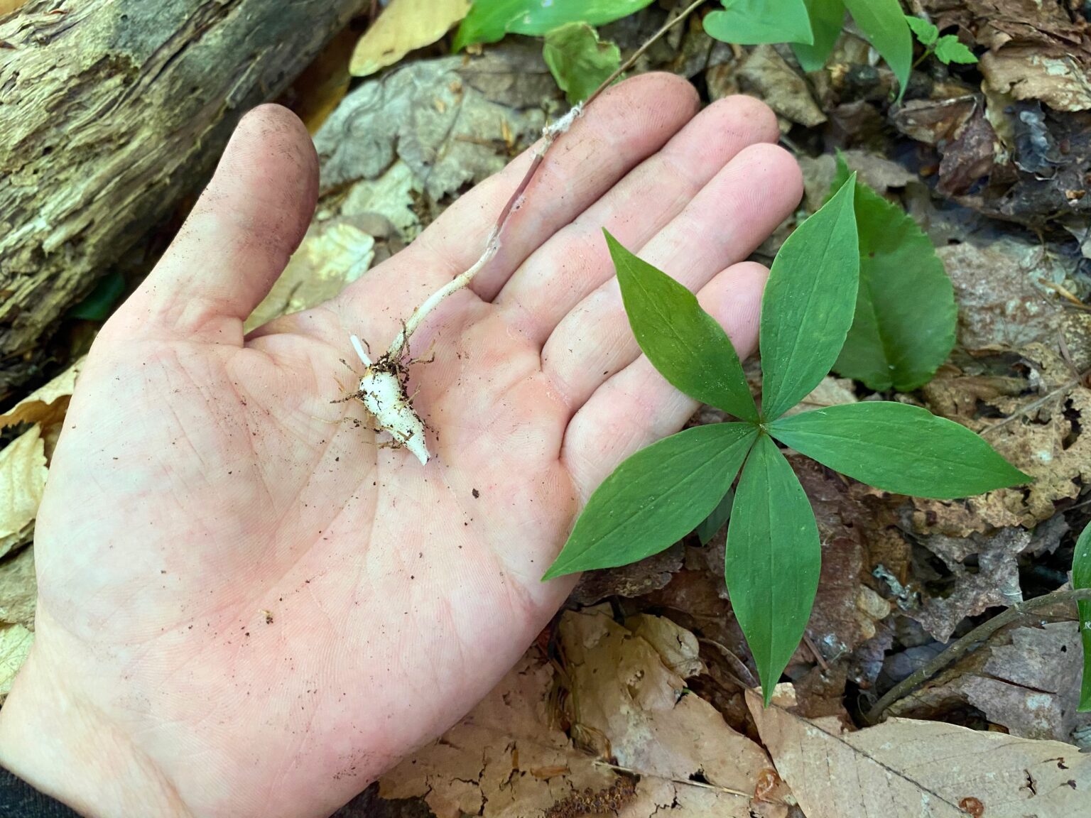Indian Cucumber Root Plant