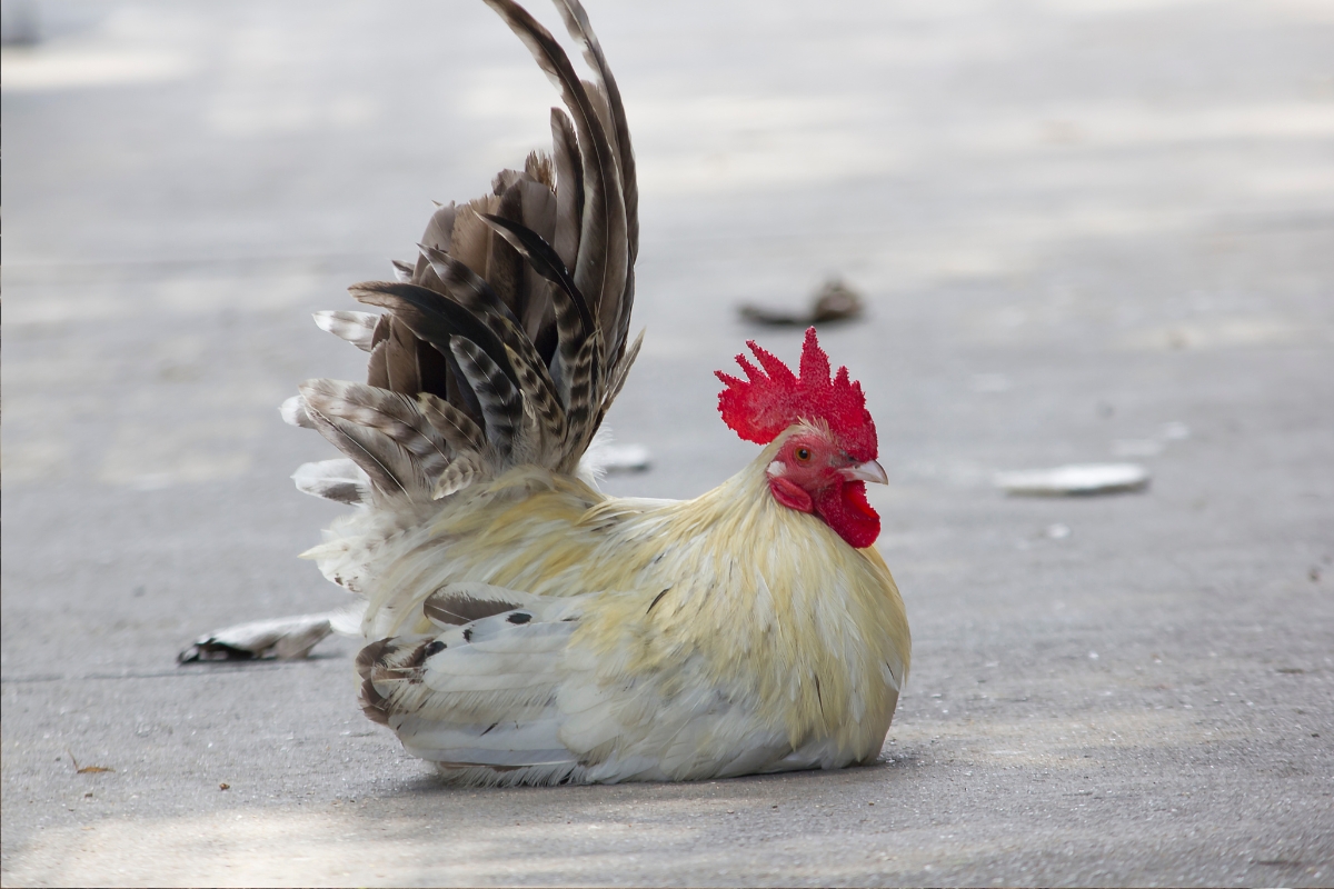 Japanese Bantam